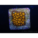 WYSIWYG RAH Leptastrea Gold 3B5