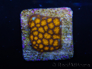 WYSIWYG RAH Leptastrea Gold 3B5