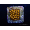 WYSIWYG RAH Leptastrea Gold 3B5