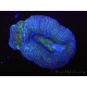 WYSIWYG- Homophyllia bowerbanki Greenish 1