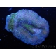 WYSIWYG- Homophyllia bowerbanki Greenish 1