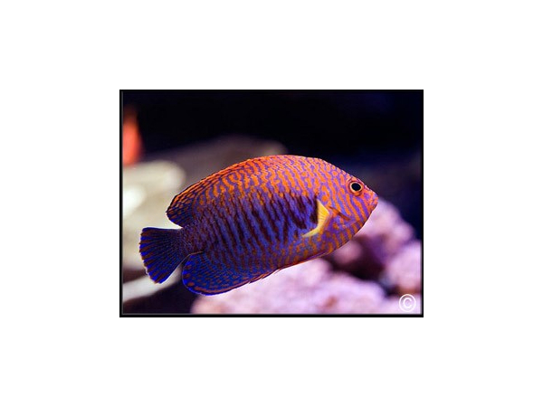 Centropyge potteri