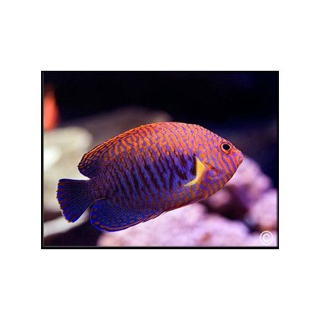 Centropyge potteri