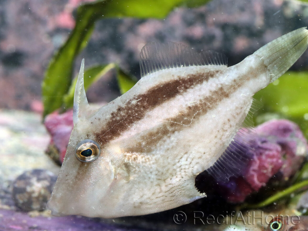 Paramonacanthus cf. curtorhynchos 7-8cm
