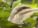 Paramonacanthus cf. curtorhynchos 7-8cm