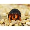 Clibanarius rutilus 0.5-2 cm