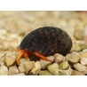 Clibanarius rutilus 0.5-2 cm