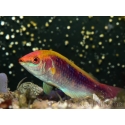 Cirrhilabrus lubbocki 5-7 cm