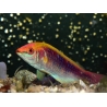 Cirrhilabrus lubbocki 5-7 cm