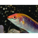 Cirrhilabrus lubbocki 5-7 cm