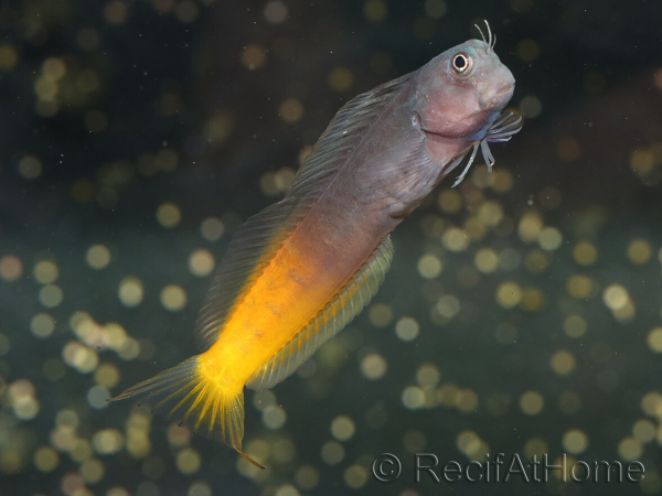 Ecsenius bicolor 3-5 cm