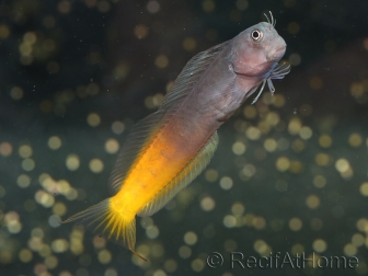 Ecsenius bicolor 3-5 cm