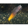 Ecsenius bicolor 3-5 cm