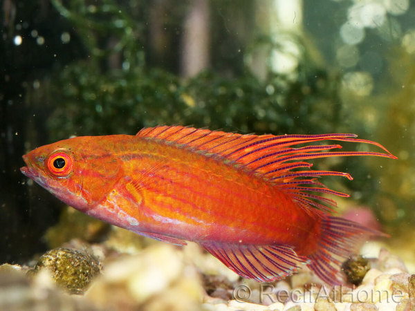 Paracheilinus cyaneus
