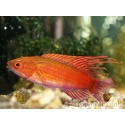 Paracheilinus cyaneus