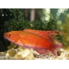 Paracheilinus cyaneus