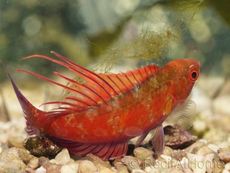 Paracheilinus cyaneus