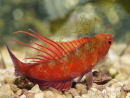 Paracheilinus cyaneus