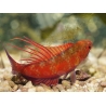 Paracheilinus cyaneus