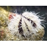 Tripneustes ventricosus