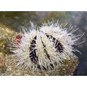 Tripneustes ventricosus