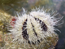 Tripneustes ventricosus