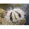 Tripneustes ventricosus