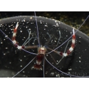 Stenopus hispidus