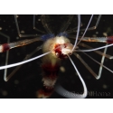 Stenopus hispidus