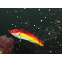 Cirrhilabrus naokoae 6-8 cm