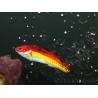 Cirrhilabrus naokoae 6-8 cm