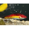 Cirrhilabrus naokoae 6-8 cm