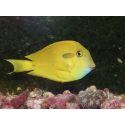 Acanthurus olivaceus 6-8 cm (jaune)