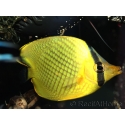 Chaetodon rafflesi 5-7 cm