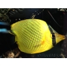 Chaetodon rafflesi 5-7 cm