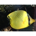 Chaetodon rafflesi 5-7 cm