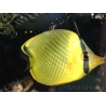 Chaetodon rafflesi 5-7 cm