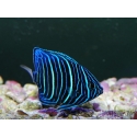 Pomacanthus annularis juv 5-6 cm