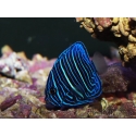Pomacanthus annularis juv 5-6 cm