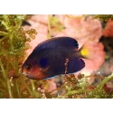 Centropyge flavicauda