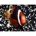 Amphiprion melanopus 4-6 cm