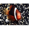 Amphiprion melanopus 4-6 cm