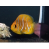 Pygoplithe diacanthus élevage Bali aquarich WYSIWYG 1 2,5-3,5 cm