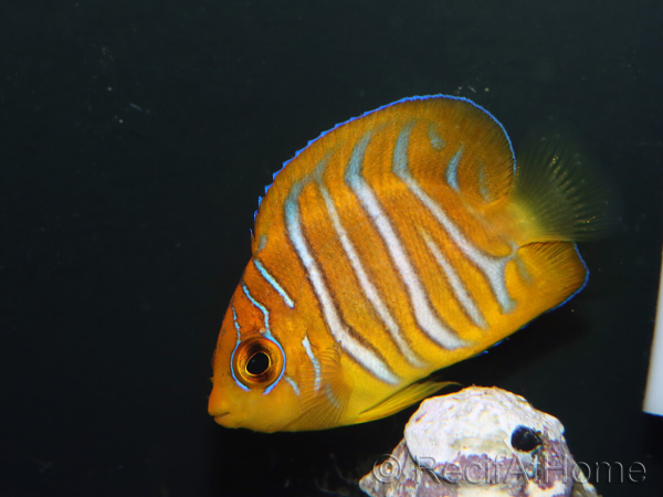 Pygoplithe diacanthus élevage Bali aquarich WYSIWYG 2 2,5-3,5cm