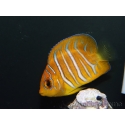 Pygoplithe diacanthus élevage Bali aquarich WYSIWYG 2 2,5-3,5cm