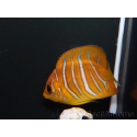 Pygoplithe diacanthus élevage Bali aquarich WYSIWYG 2 2,5-3,5cm