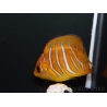 Pygoplithe diacanthus élevage Bali aquarich WYSIWYG 2 2,5-3,5cm