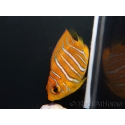 Pygoplithe diacanthus élevage Bali aquarich WYSIWYG 2 2,5-3,5cm