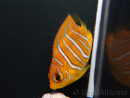 Pygoplithe diacanthus élevage Bali aquarich WYSIWYG 2 2,5-3,5cm