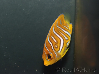Pygoplithe diacanthus Special patern élevage Bali aquarich WYSIWYG 3 2,5-3,5cm